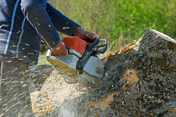 Residential Tree Removal in Gainesville, FL